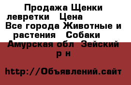 Продажа Щенки левретки › Цена ­ 40 000 - Все города Животные и растения » Собаки   . Амурская обл.,Зейский р-н